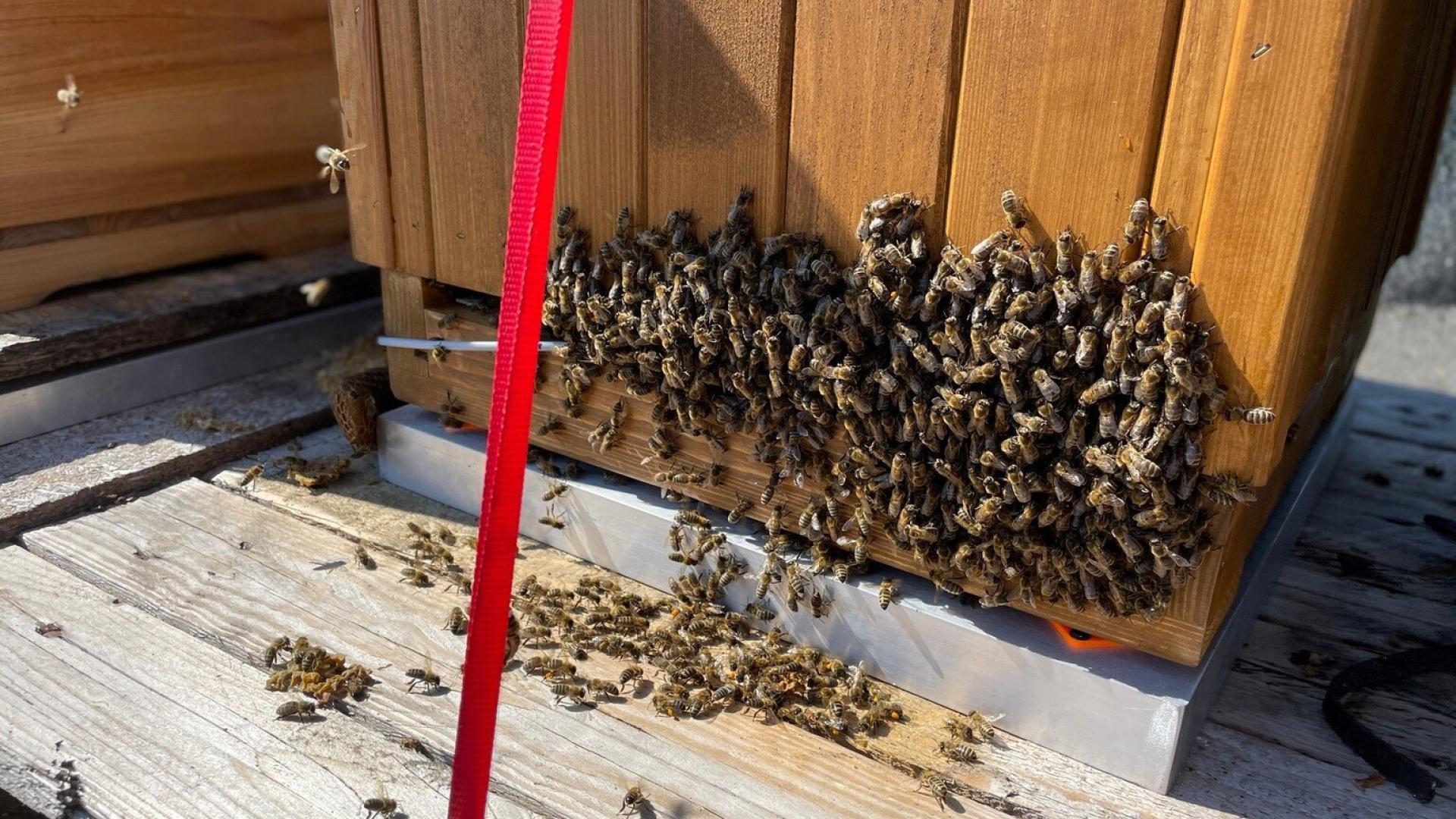 Bee
